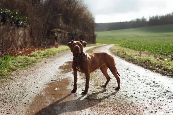 Chien