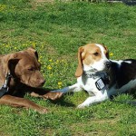 Socialisation Staff et Beagle